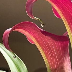 Meet your Posher, Kenneth